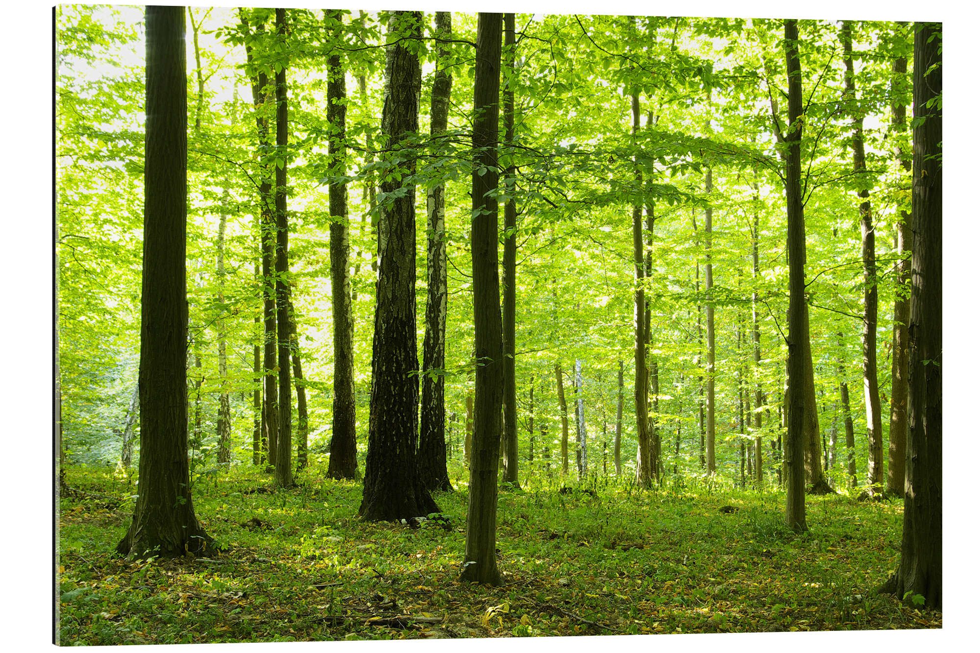 Posterlounge XXL-Wandbild Editors Choice, Sonnenlicht im grünen Wald, Fotografie