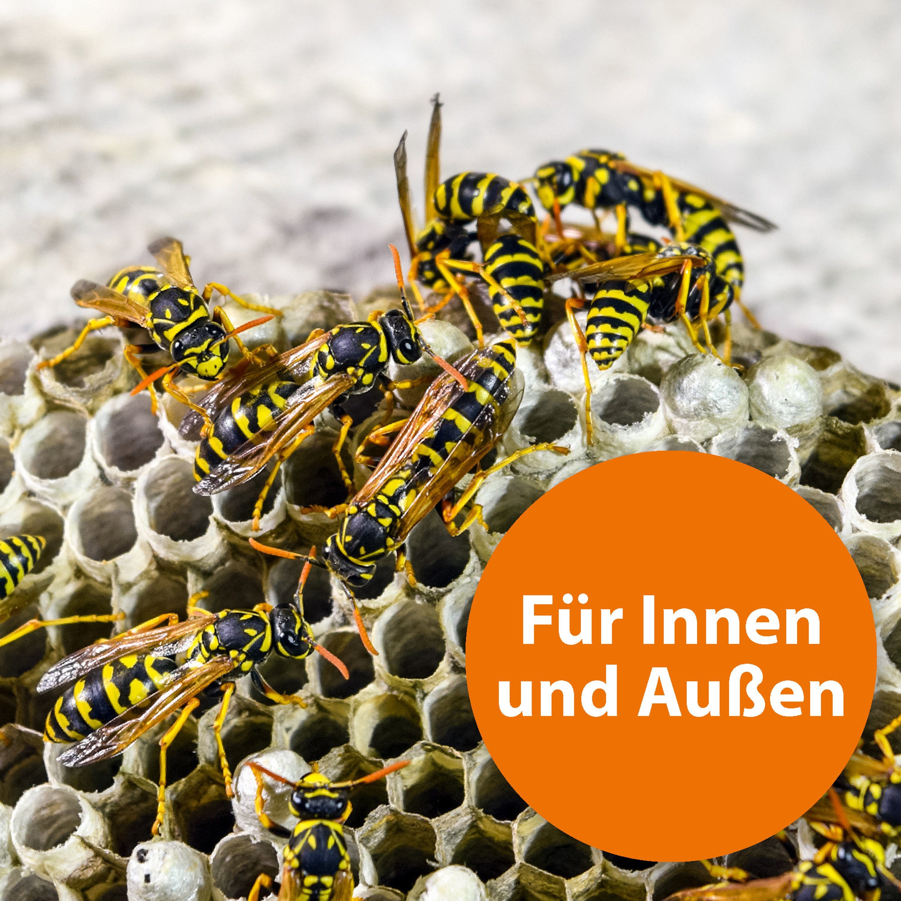 Insektenspray ml Wespen- 300 und ARDAP Ungezieferschaum Ardap