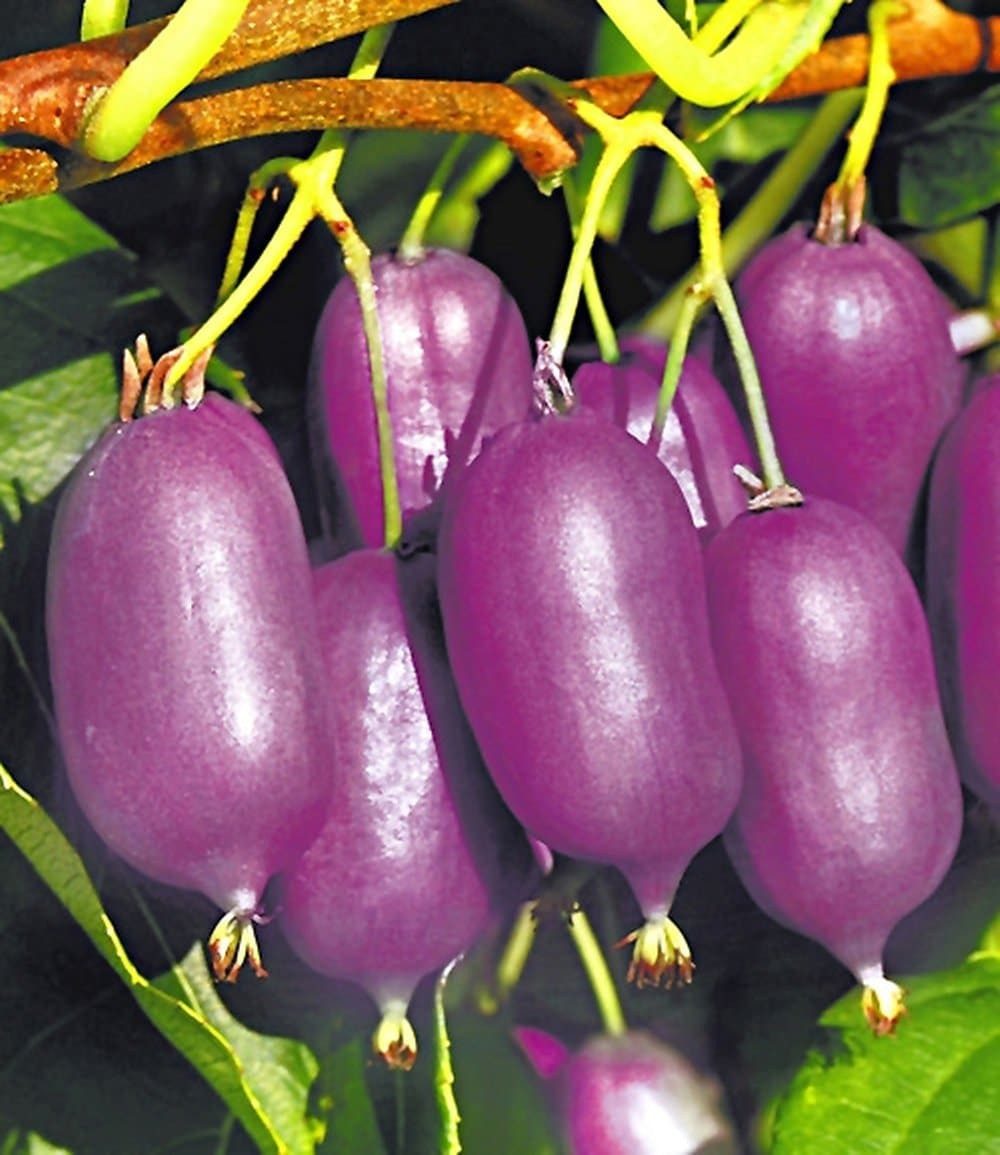 BALDUR Garten Obstpflanze Kiwi 'Ken´s Red®', 1 St., Selbstbefruchtend, winterhart, mehrjährig, essbar, pflegeleicht