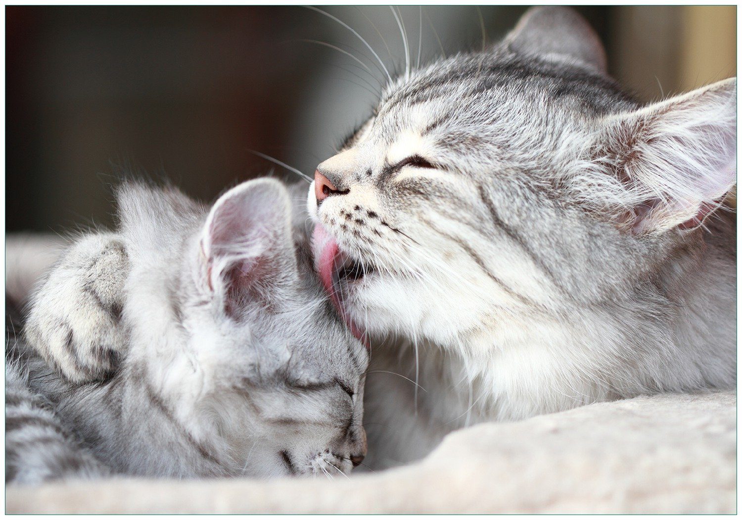 Vliestapete Süße kleine getigerte Katzenbabys
