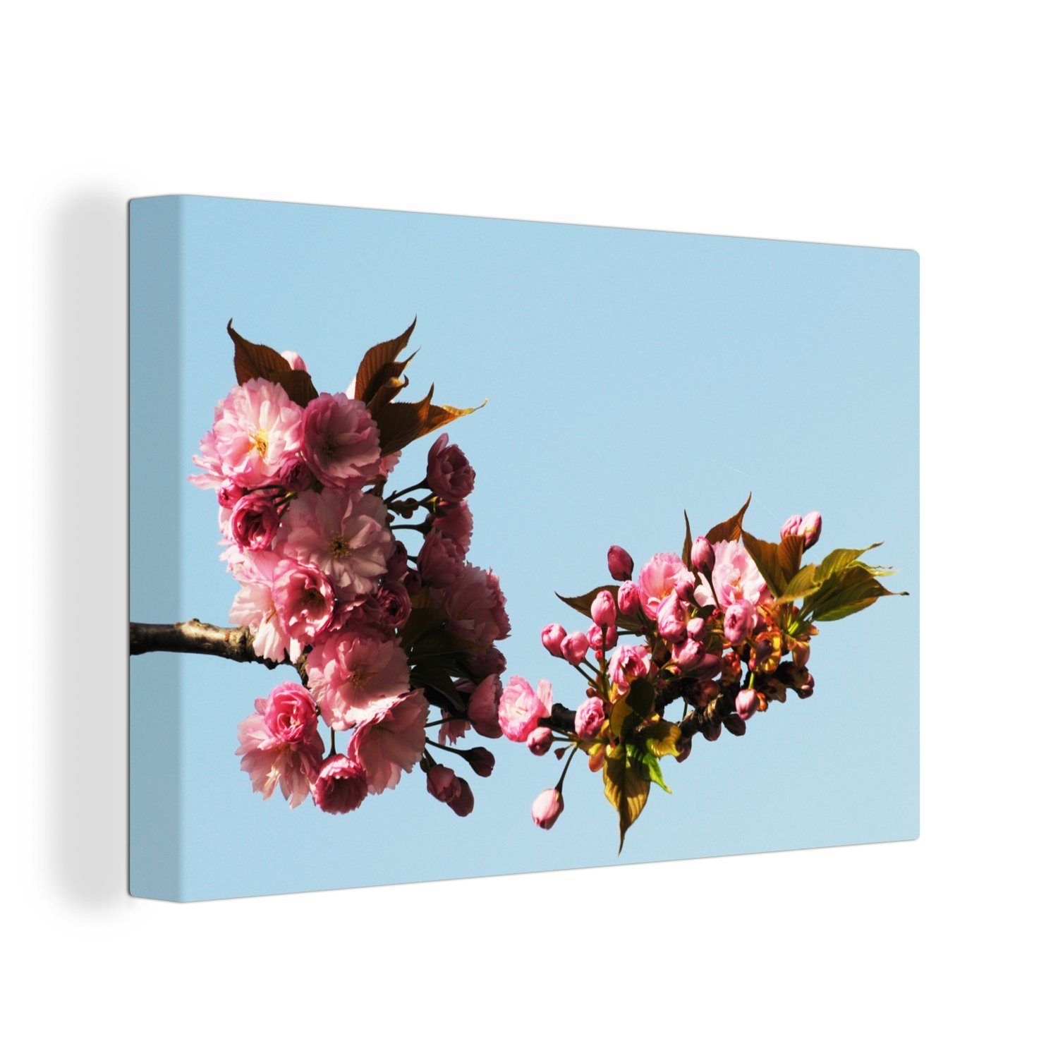OneMillionCanvasses® Leinwandbild Kirschblüte, (1 St), Wandbild Leinwandbilder, Aufhängefertig, Wanddeko, 30x20 cm