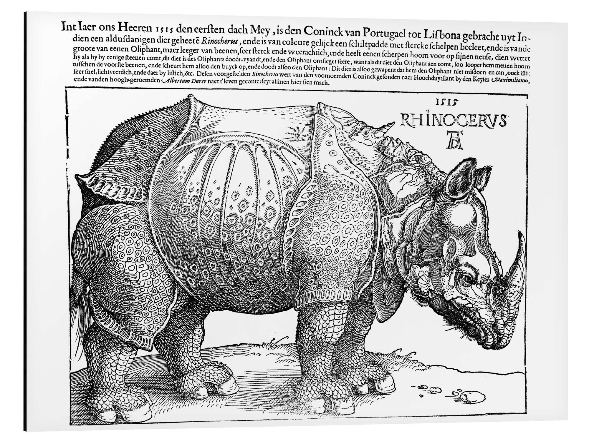 Alu-Dibond-Druck Albrecht Dürer