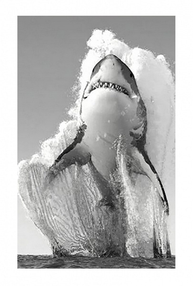 TPFLiving Kunstdruck (OHNE RAHMEN) Poster - Leinwand - Wandbild, Der weiße Hai - Verschiedene Impressionen (Leinwand Wohnzimmer, Leinwand Bilder, Kunstdruck), Leinwand bunt - Größe 20x30cm