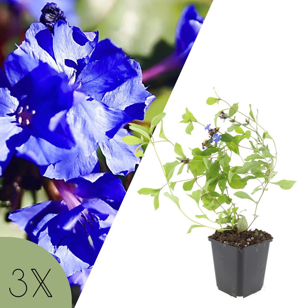 NatureNest Staude Bleiwurz, Set 3 Pflanzen, Ceratostigma plumbaginoides, niedrig