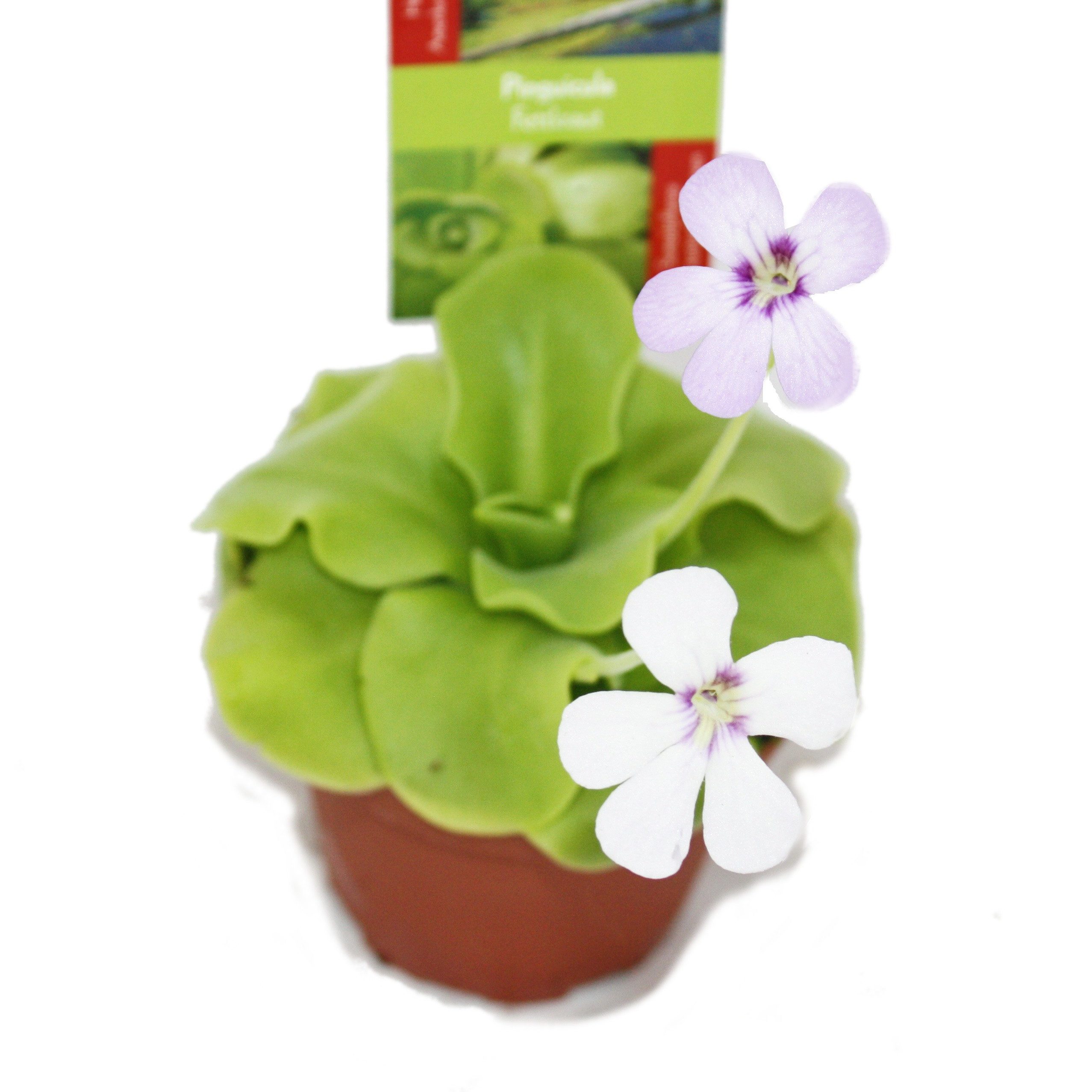 Exotenherz Zimmerpflanze Fettkraut - Pinguicula - Überraschungssorte - 9cm Topf