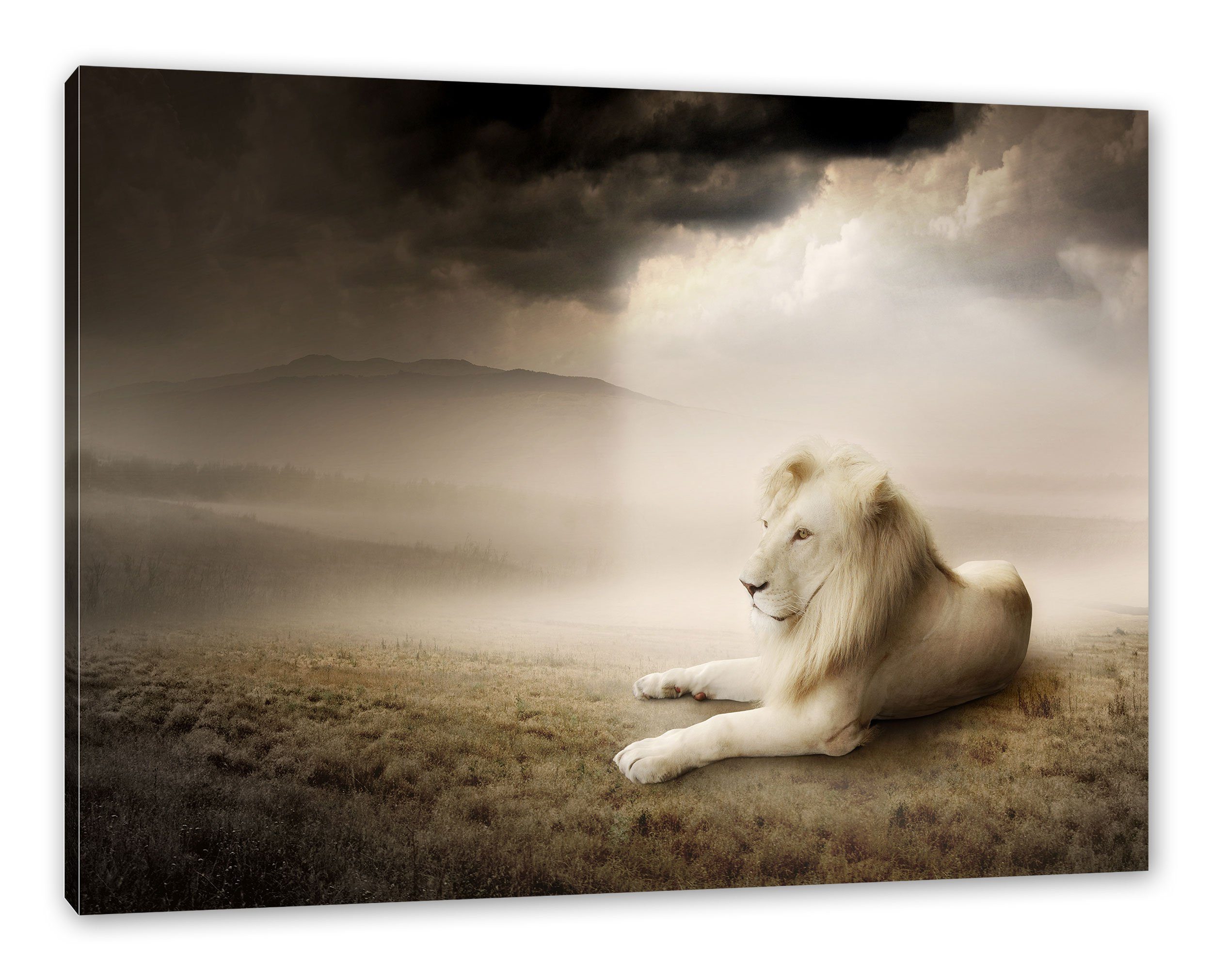 Pixxprint Leinwandbild Stolzer weißer Löwenkönig, Stolzer weißer Löwenkönig (1 St), Leinwandbild fertig bespannt, inkl. Zackenaufhänger