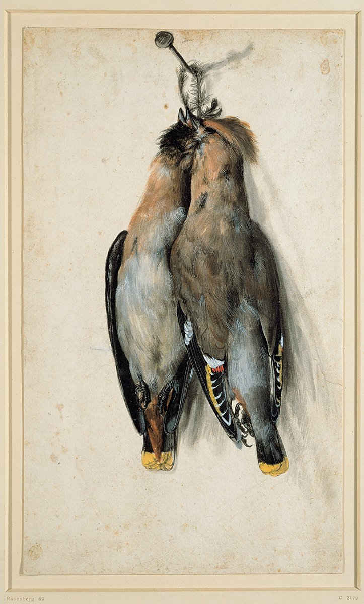 Kunstdruck Two Dead Bohemian Waxwings Cranach der Ältere Vögel Seidenschwanz B A3, (1 St)