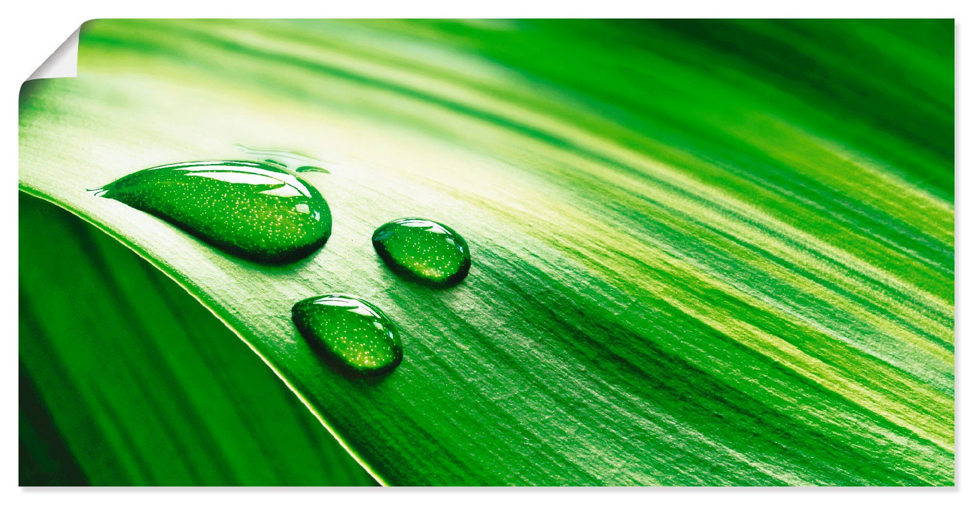 in grünen Pflanzenblattes, versch. oder Wandaufkleber Poster Blätter eines Wandbild Artland Nahaufnahme (1 Leinwandbild, als St), Größen