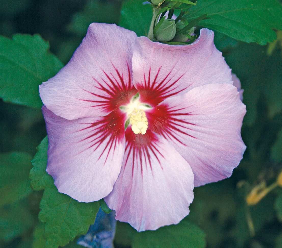 Dehner Zierstrauch Hibiskus Maike, Hibiscus syriacus, große violet-rosa Blüten, Garten-Eibisch, große Blüten mit blutroter Mitte
