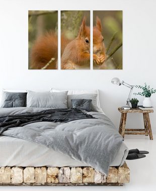 Pixxprint Leinwandbild Kleines Eichhörnchen, Kleines Eichhörnchen 3Teiler (120x80cm) (1 St), Leinwandbild fertig bespannt, inkl. Zackenaufhänger