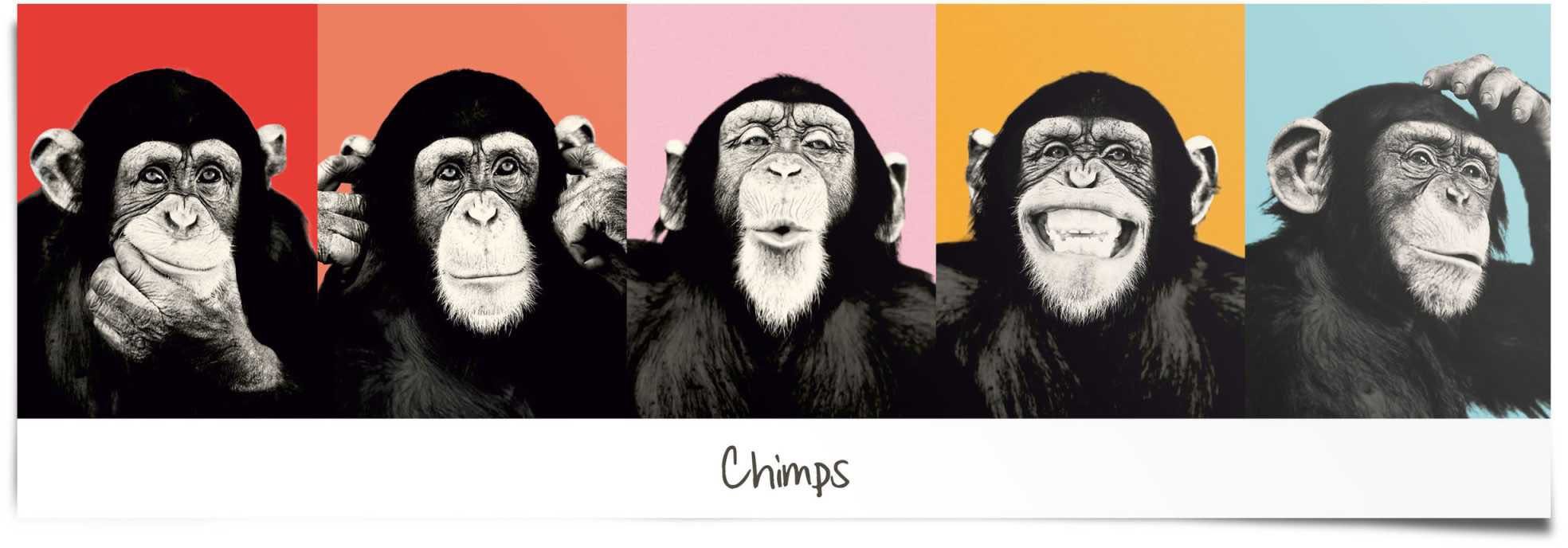 Reinders! Poster »Schimpanse Pop«, (1 Stück)-Otto