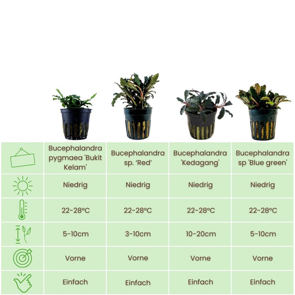 Aquaone Wasserpflanze Pflanzen Set mit 4 Bucephalandra Aquariumpflanzen Set günstig online kaufen