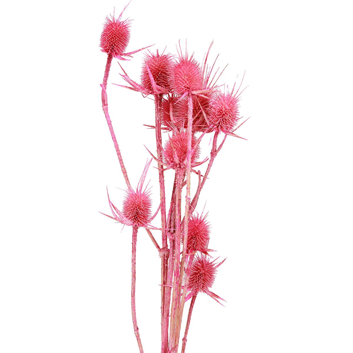 Trockenblume Wilde Karde Trockendeko Rosa Disteln 53cm 10 Köpfe, Viana, Höh günstig online kaufen
