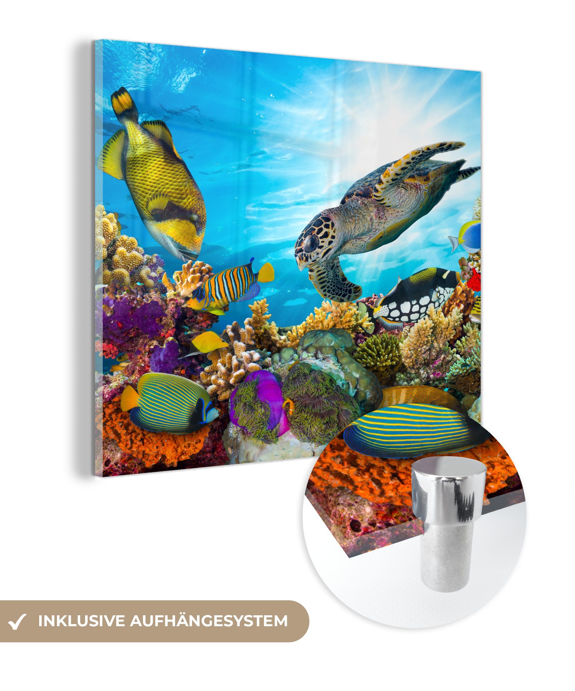 Glasbilder auf Meer - - (1 Glas Wandbild auf Glas Foto Acrylglasbild - Bilder St), MuchoWow - Schildkröte Koralle, - Wanddekoration