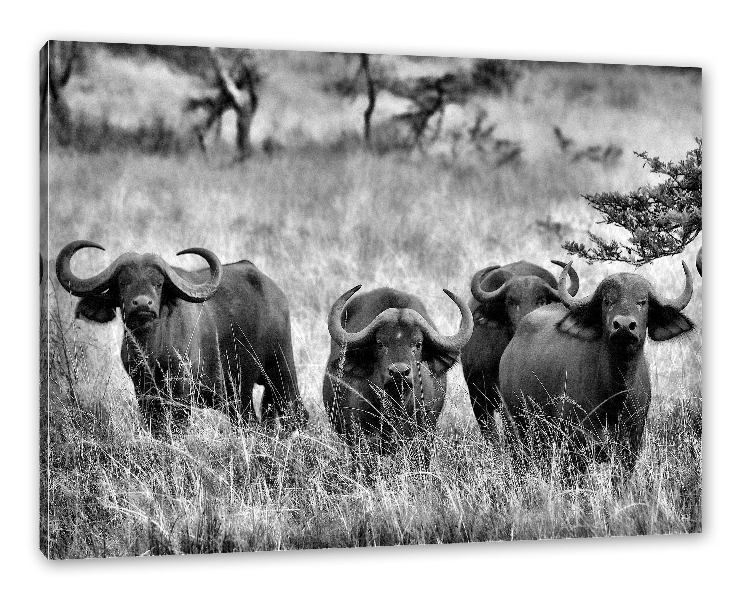 Pixxprint Leinwandbild wachsame Kaffernbüffel Herde, wachsame Kaffernbüffel Herde (1 St), Leinwandbild fertig bespannt, inkl. Zackenaufhänger