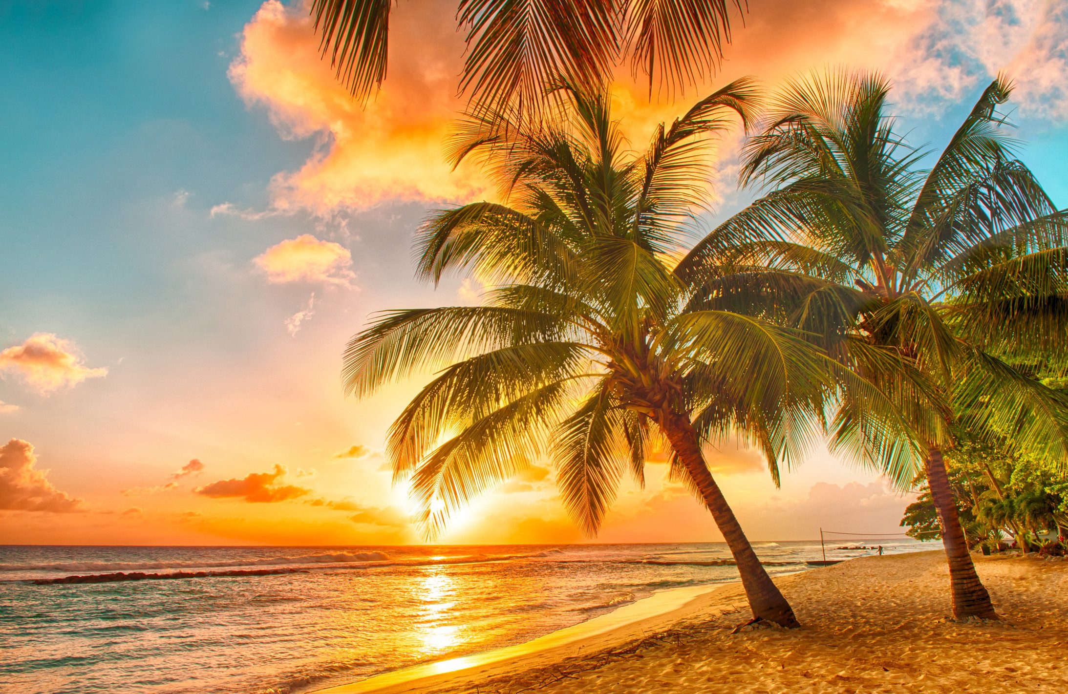 Papermoon Fototapete VLIES-Tapete Premium "Barbados Palm günstig online kaufen