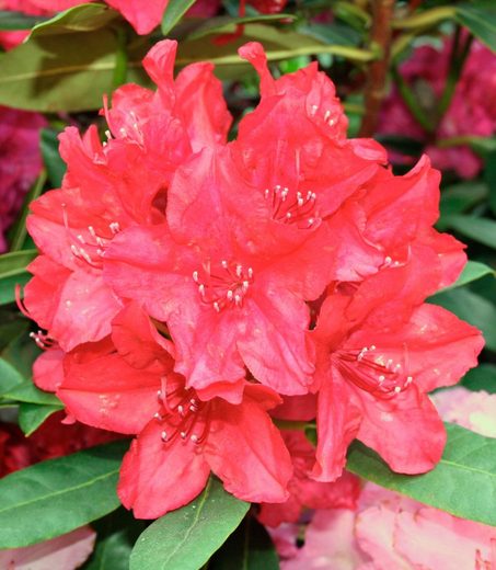 BCM Hecken »Rhododendron Nova Zembla«