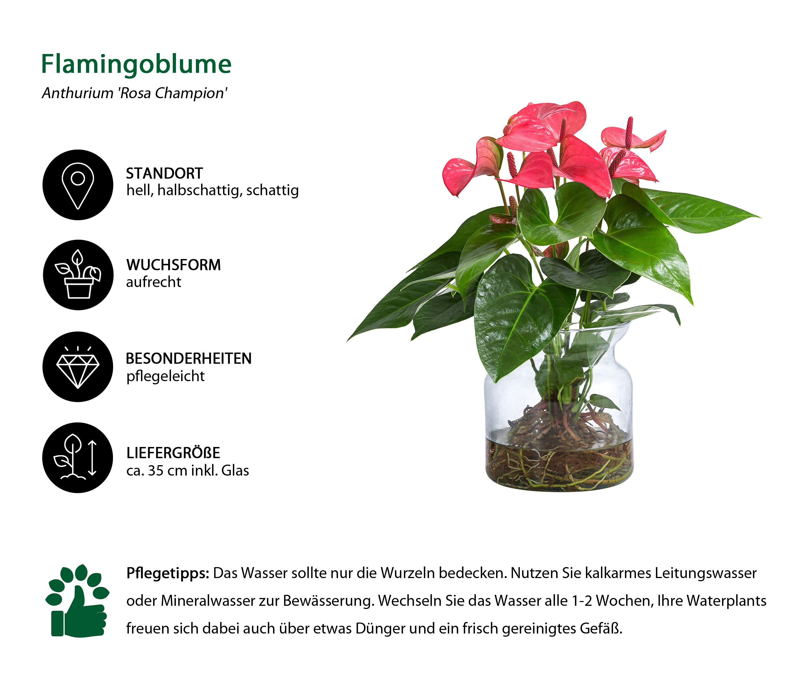 Dehner Zimmerpflanze Waterplant Flamingoblume, Anthurium Rosa Champion, Ø 1 günstig online kaufen