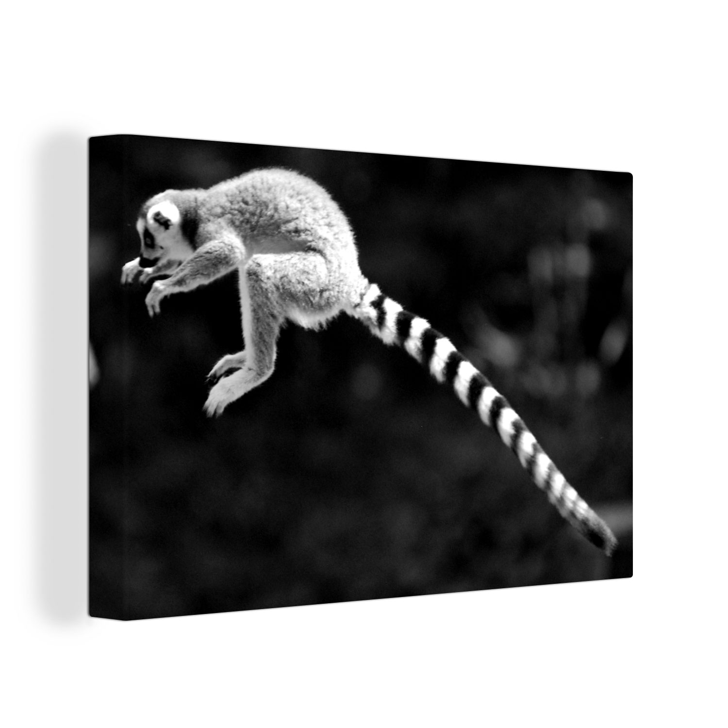 OneMillionCanvasses® Leinwandbild Ein springender Ringelschwanzlemur im Wald - schwarz und weiß, (1 St), Wandbild Leinwandbilder, Aufhängefertig, Wanddeko, 30x20 cm