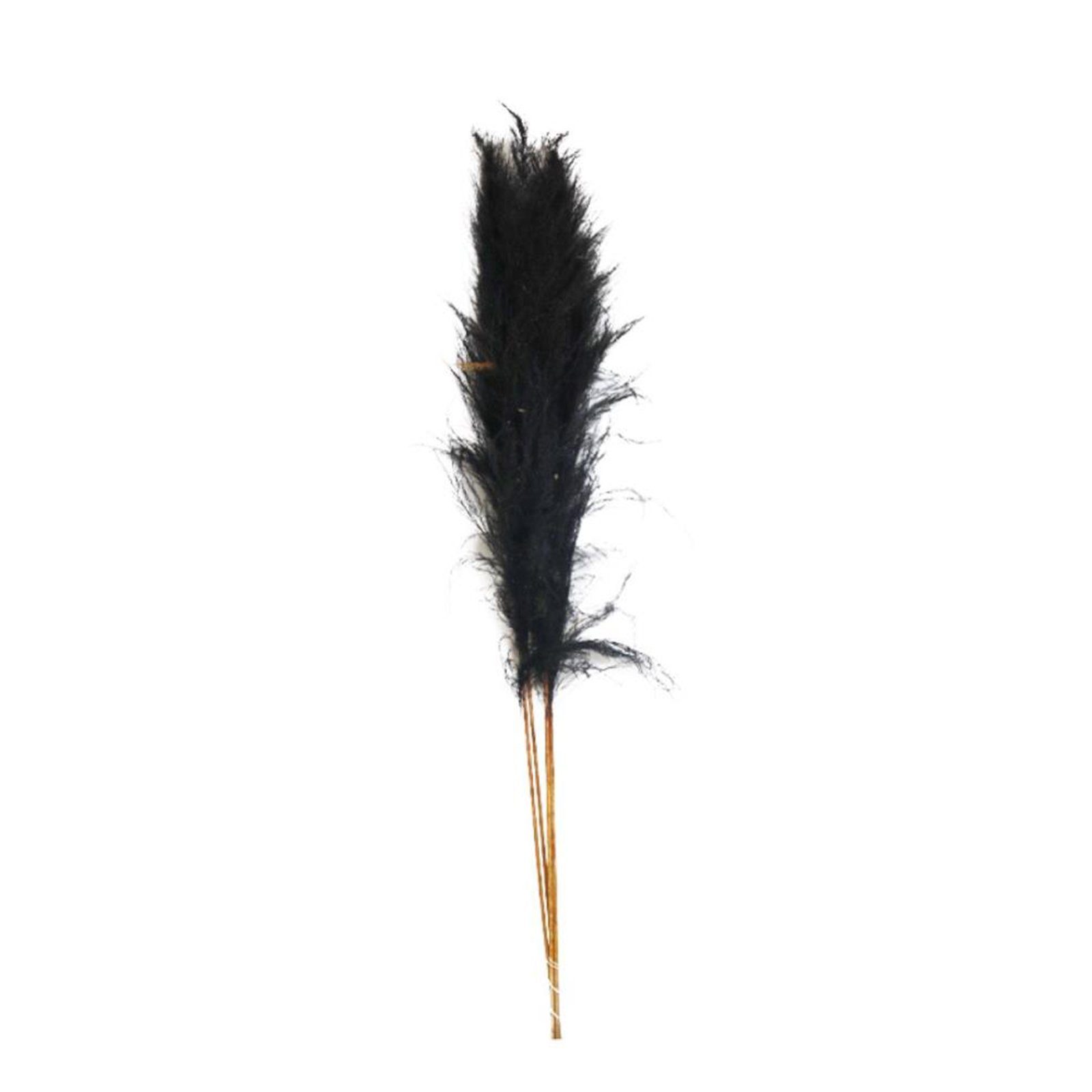 Trockenblume Pampasgras schwarz - DIJK 160 cm, grass Pampas - Cortaderia 