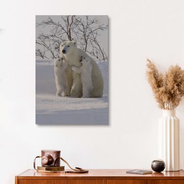 Posterlounge Holzbild David Jenkins, Polarbär und Jungtiere, Wapusk National Park, Hudson Bay, Kanada III, Kinderzimmer Fotografie