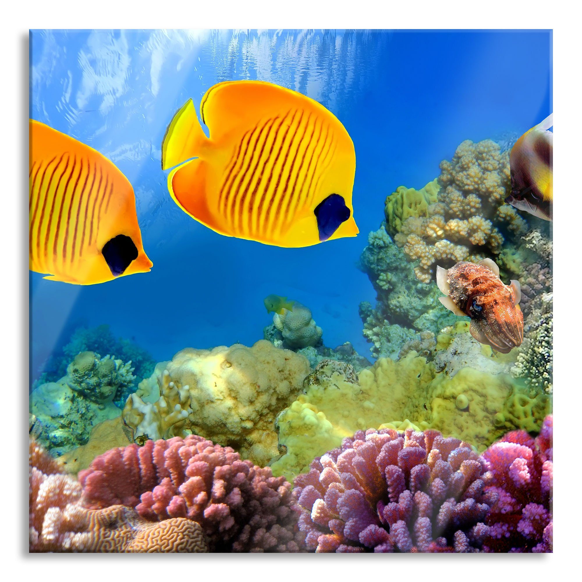 Pixxprint Glasbild Fische Korallenriff, Fische Korallenriff (1 St), Glasbild aus Echtglas, inkl. Aufhängungen und Abstandshalter