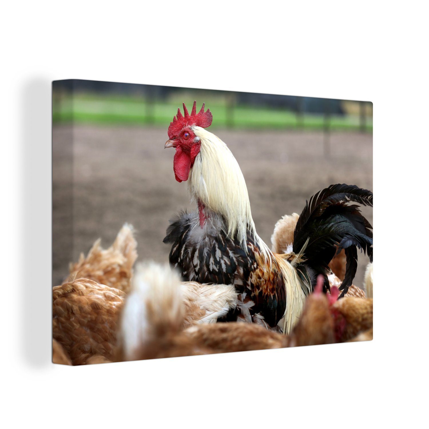 OneMillionCanvasses® Leinwandbild Weißer Hahn unter den Hühnern, (1 St), Wandbild Leinwandbilder, Aufhängefertig, Wanddeko, 30x20 cm