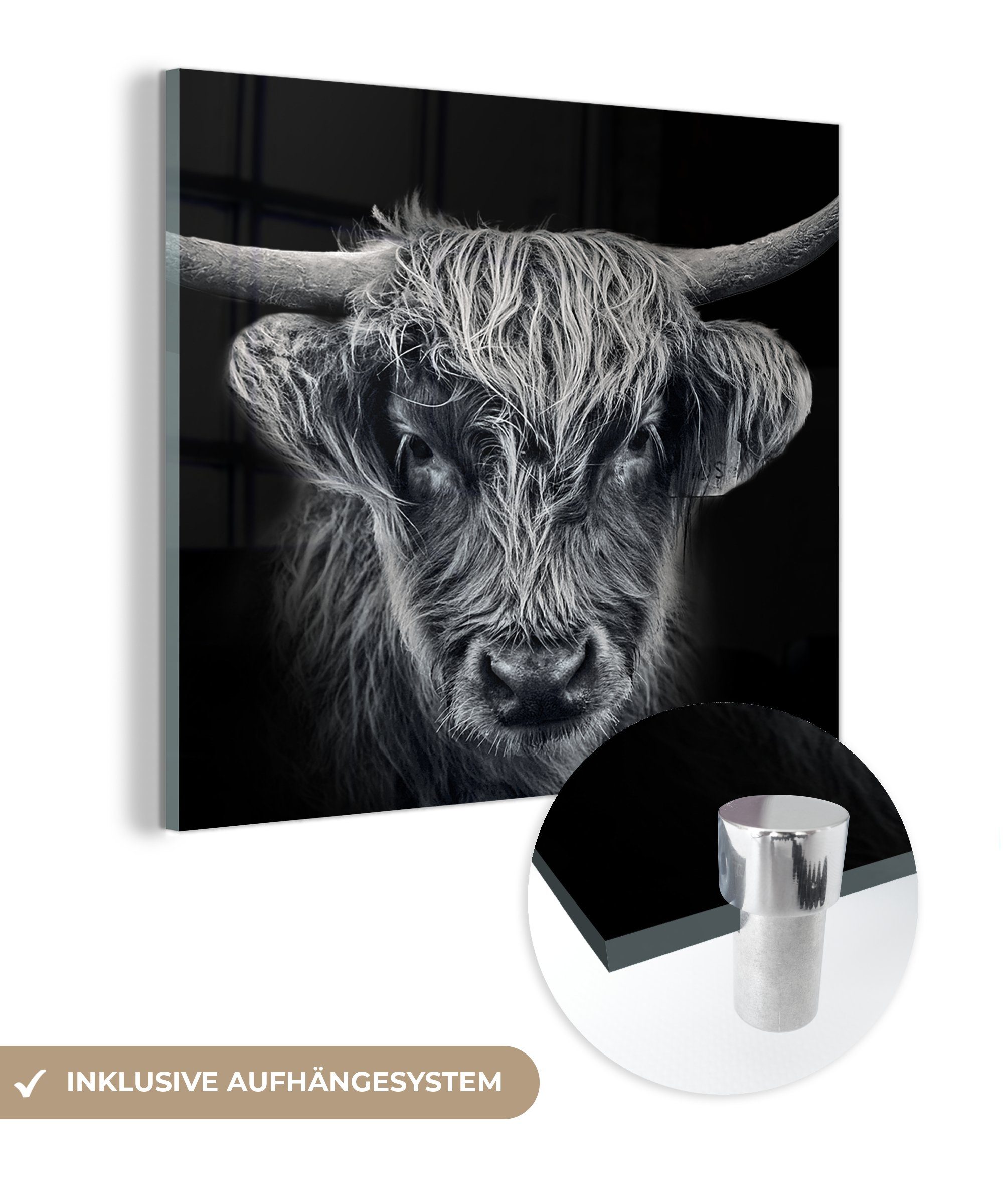 MuchoWow Acrylglasbild Schottischer Highlander - Schwarz - Kuh - Tiere, (1 St), Dekorative Bild für Küche & Wohnzimmer auf Glas bunt