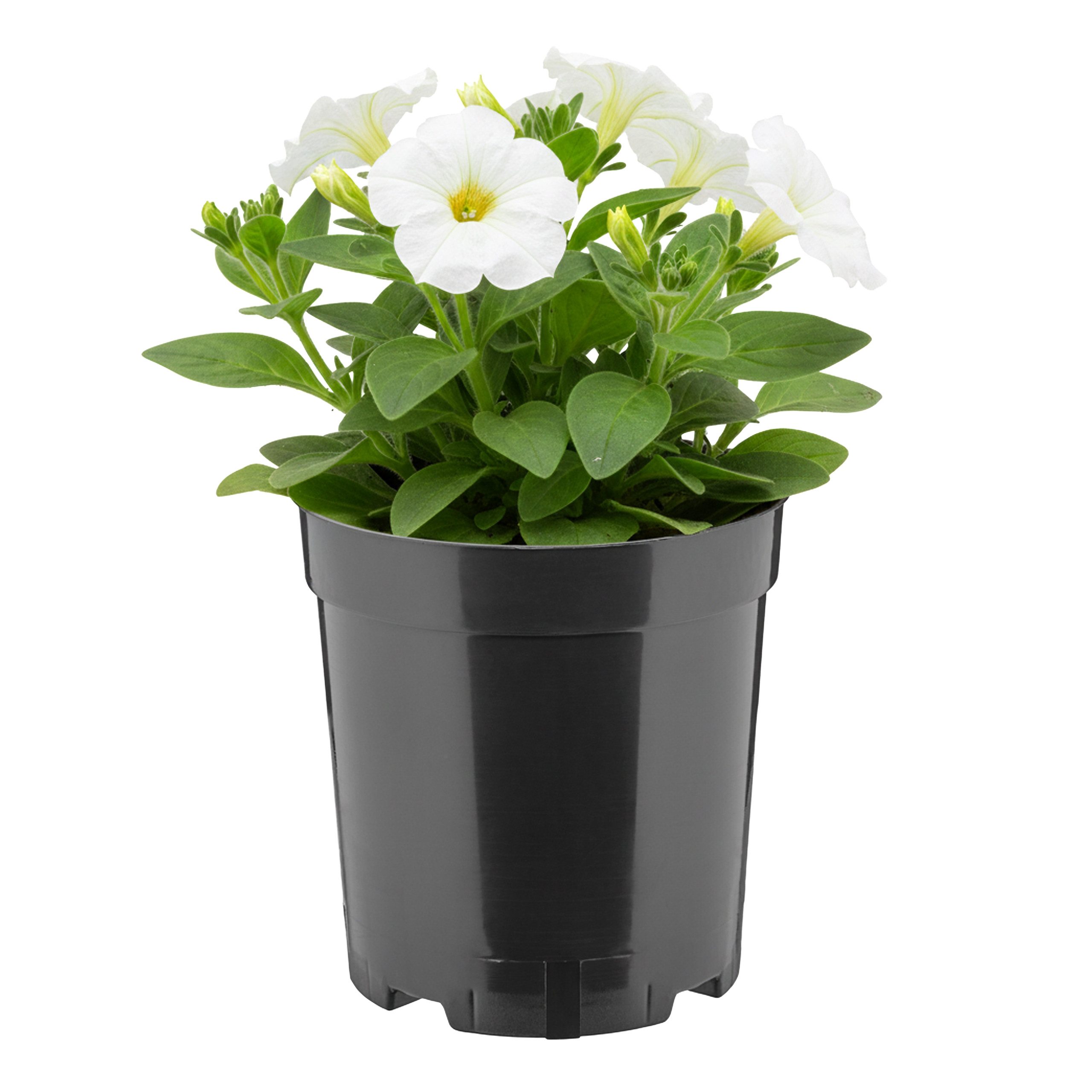 Garronda Blumentopf rund hoch Kunststoff mit Drainagelöchern Pflanztopf für GD-0203 (1 St)