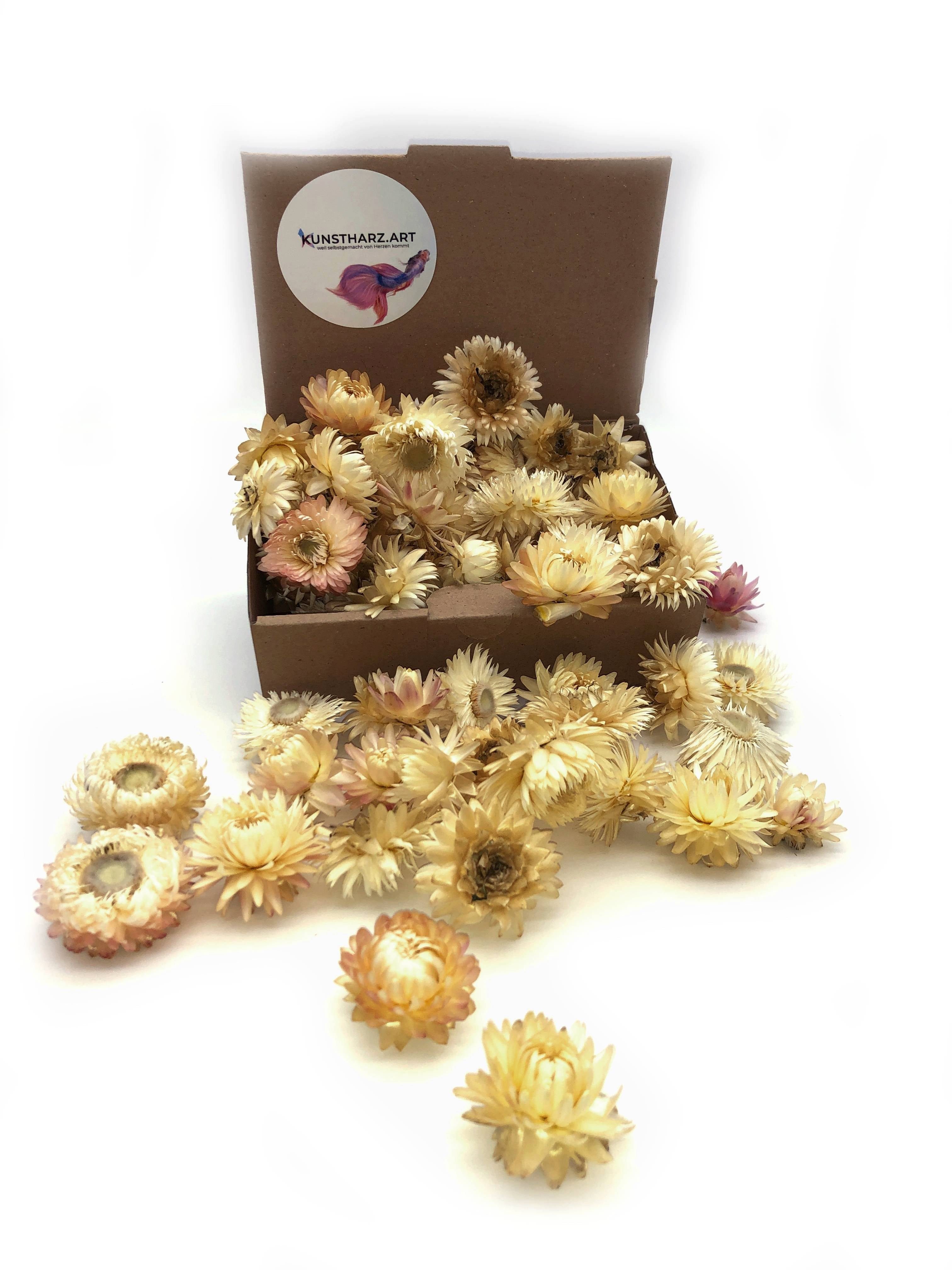 Trockenblume Strohblumenköpfe Helichrysum getrocknet: gemischt oder farblich sortiert - Weiß, Kunstharz.Art