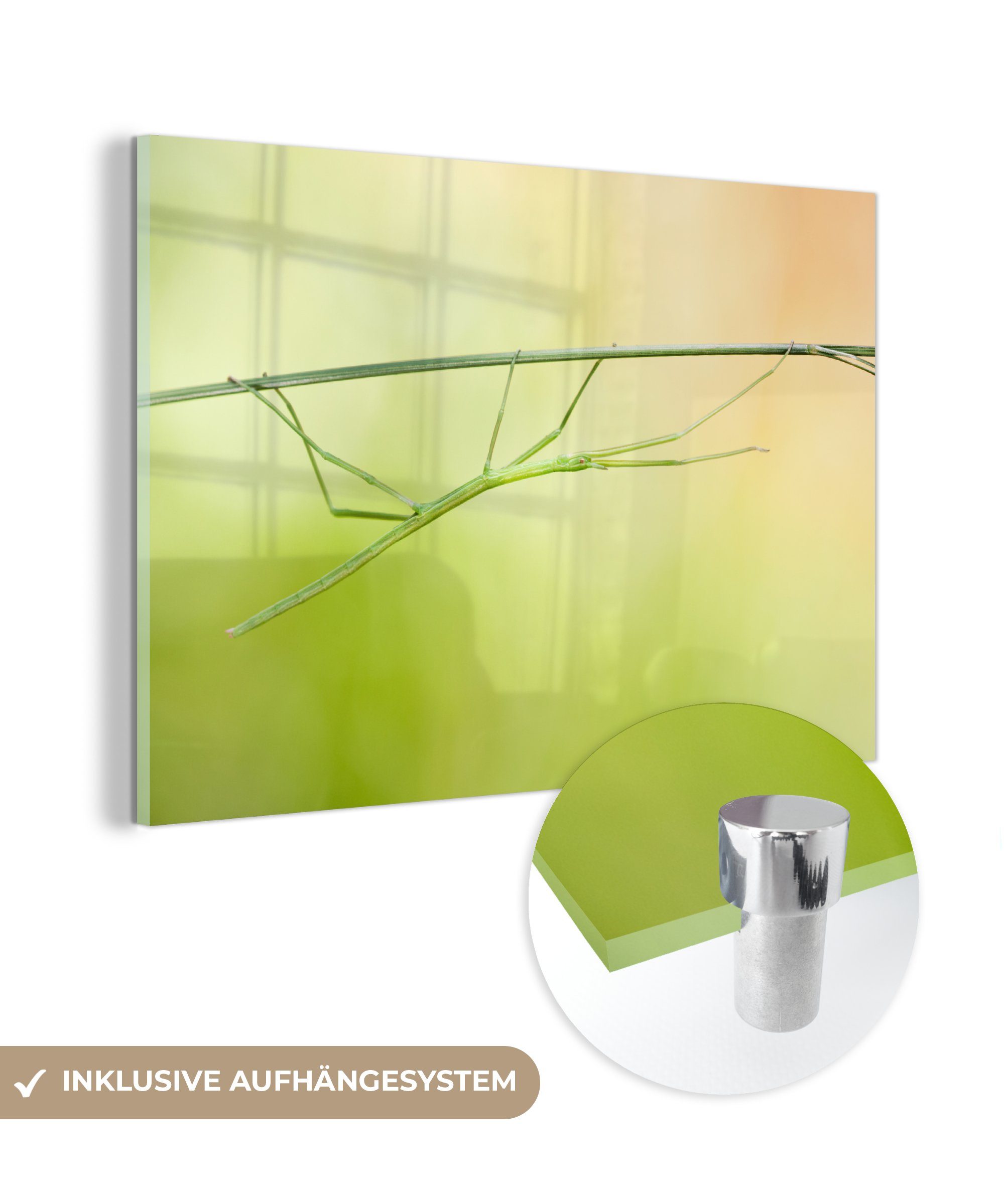 MuchoWow Acrylglasbild Ein dünner, gehender Zweig auf einem grünen Stiel, (1 St), Acrylglasbilder Wohnzimmer & Schlafzimmer