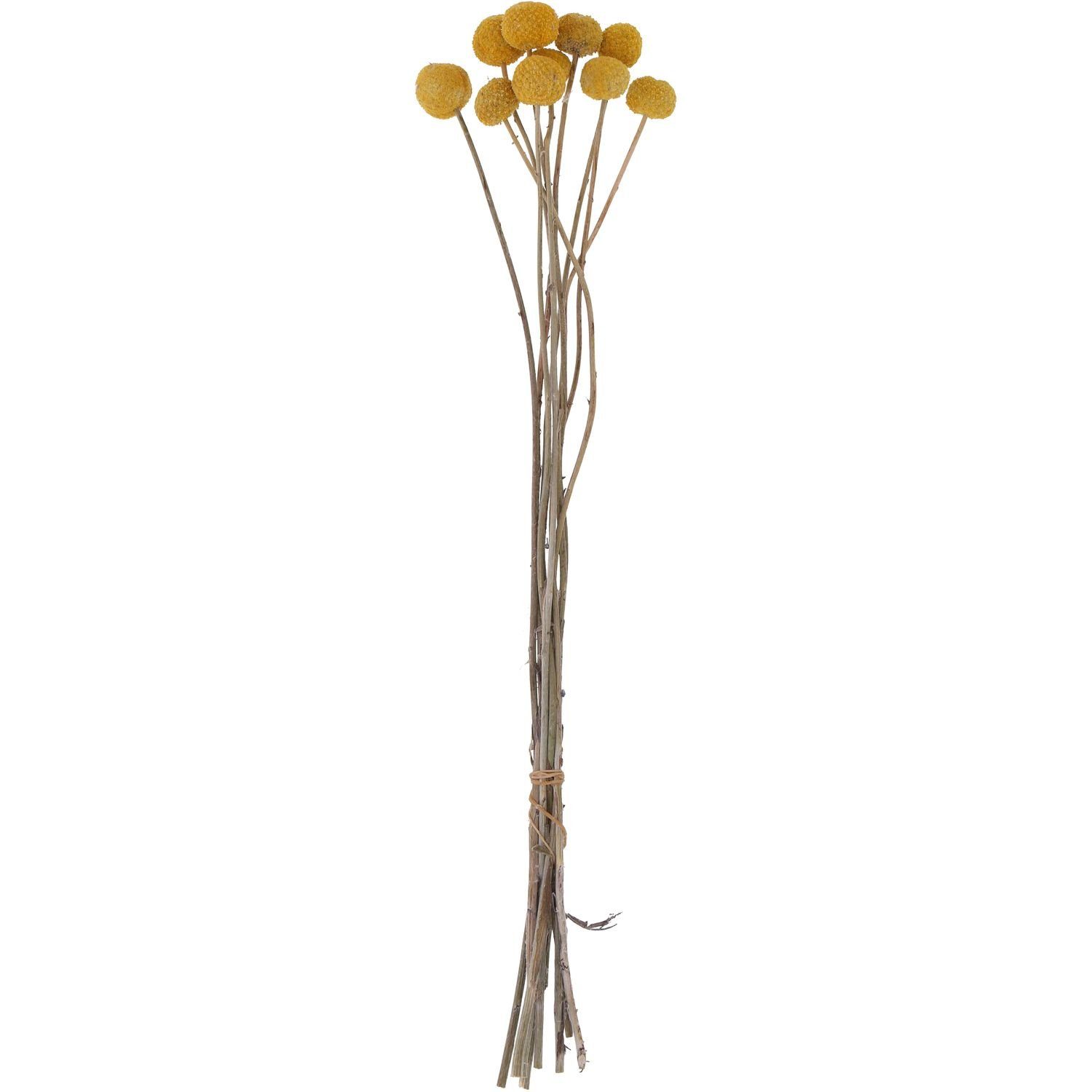 Trockenblume Craspedia natur - Bund/20 Stück - Länge ca. 50cm - natur-gelb, Vosteen