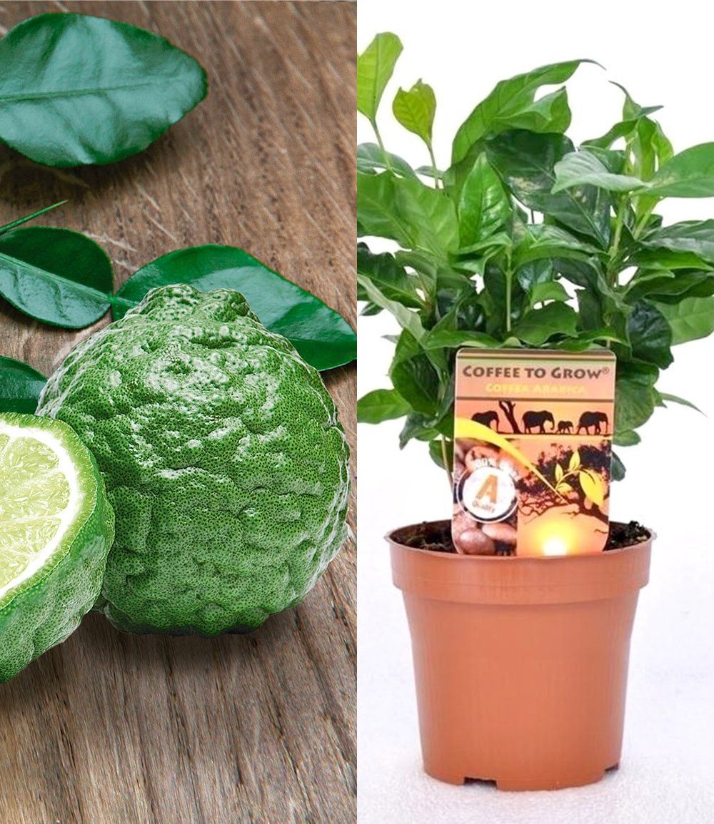 BALDUR Garten Zimmerpflanze Coffea arabica & Gewürz-Limette Kaffir zum Vorteilspreis, 2 St., Kaffir-limette,duftend, pflegeleicht