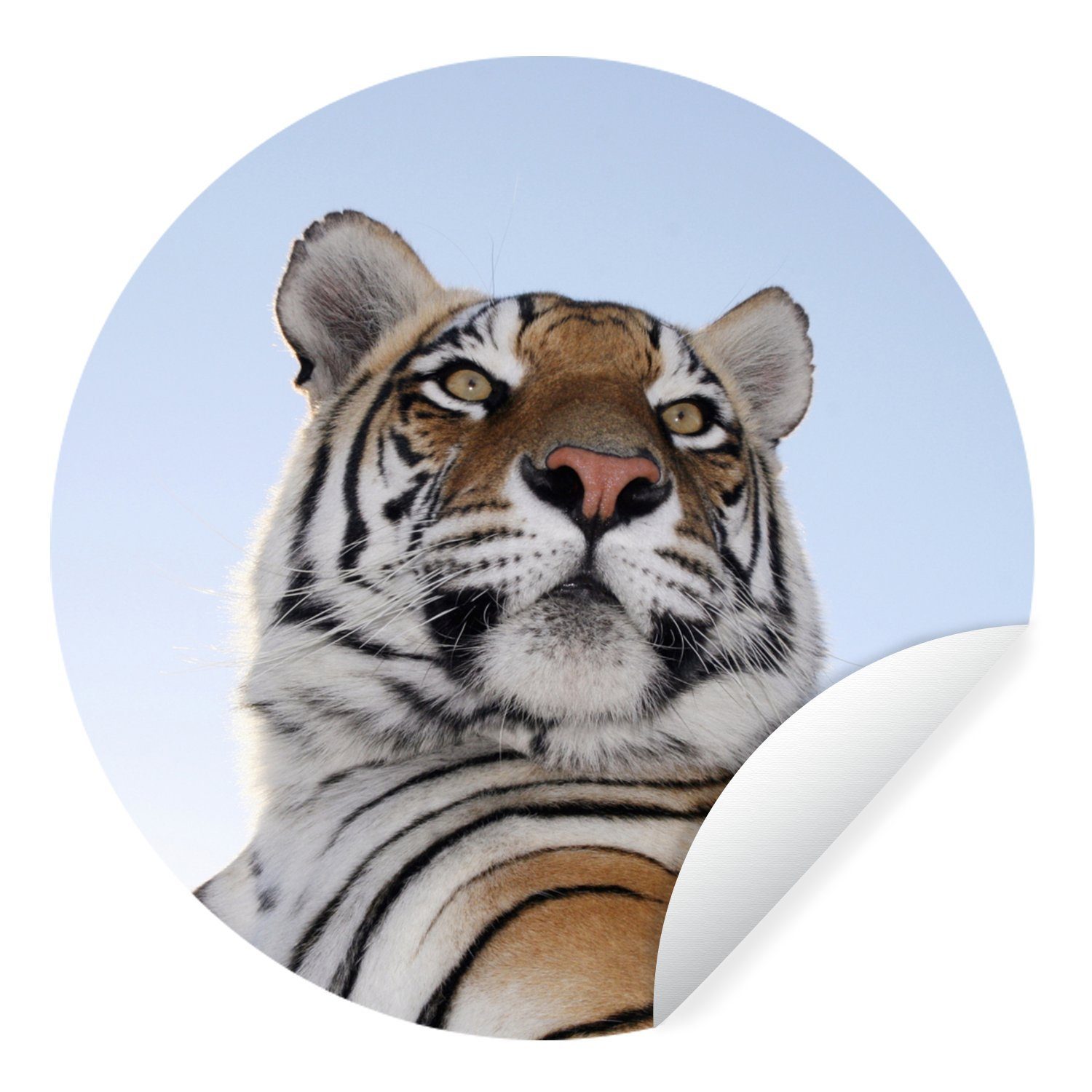 MuchoWow Wandsticker Zäher (1 Tiger für Kinderzimmer, Tapetenaufkleber, Rund, blauem mit Tapetenkreis St), Wohnzimmer Himmel