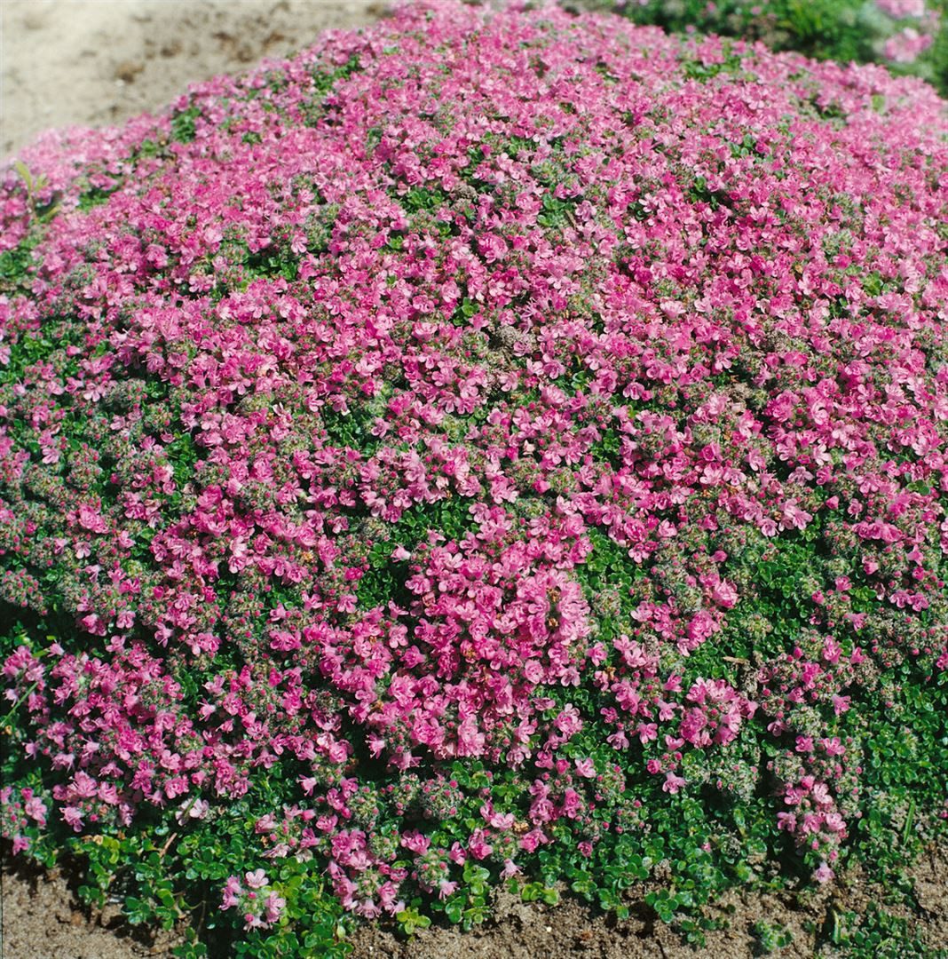 Pflanzen für Dich Staude Thymus praecox Minor, 1 St., Kriechender Thymian, Teppich-Thymian