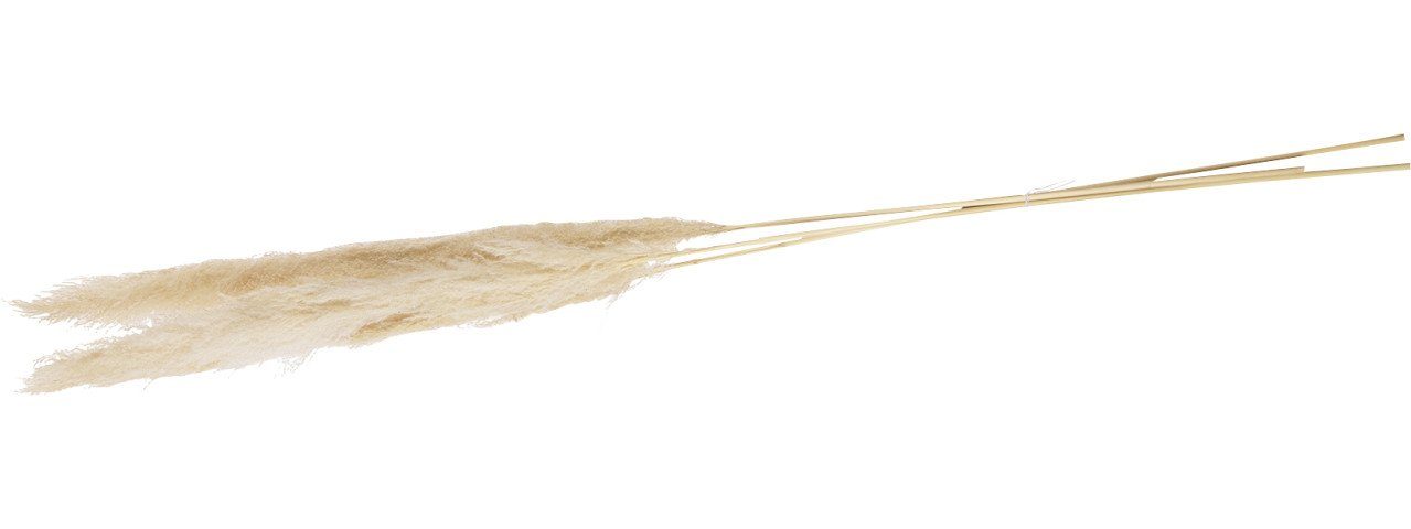 Kunstpflanze Dijk Pampas Gräser creme 115 günstig online kaufen