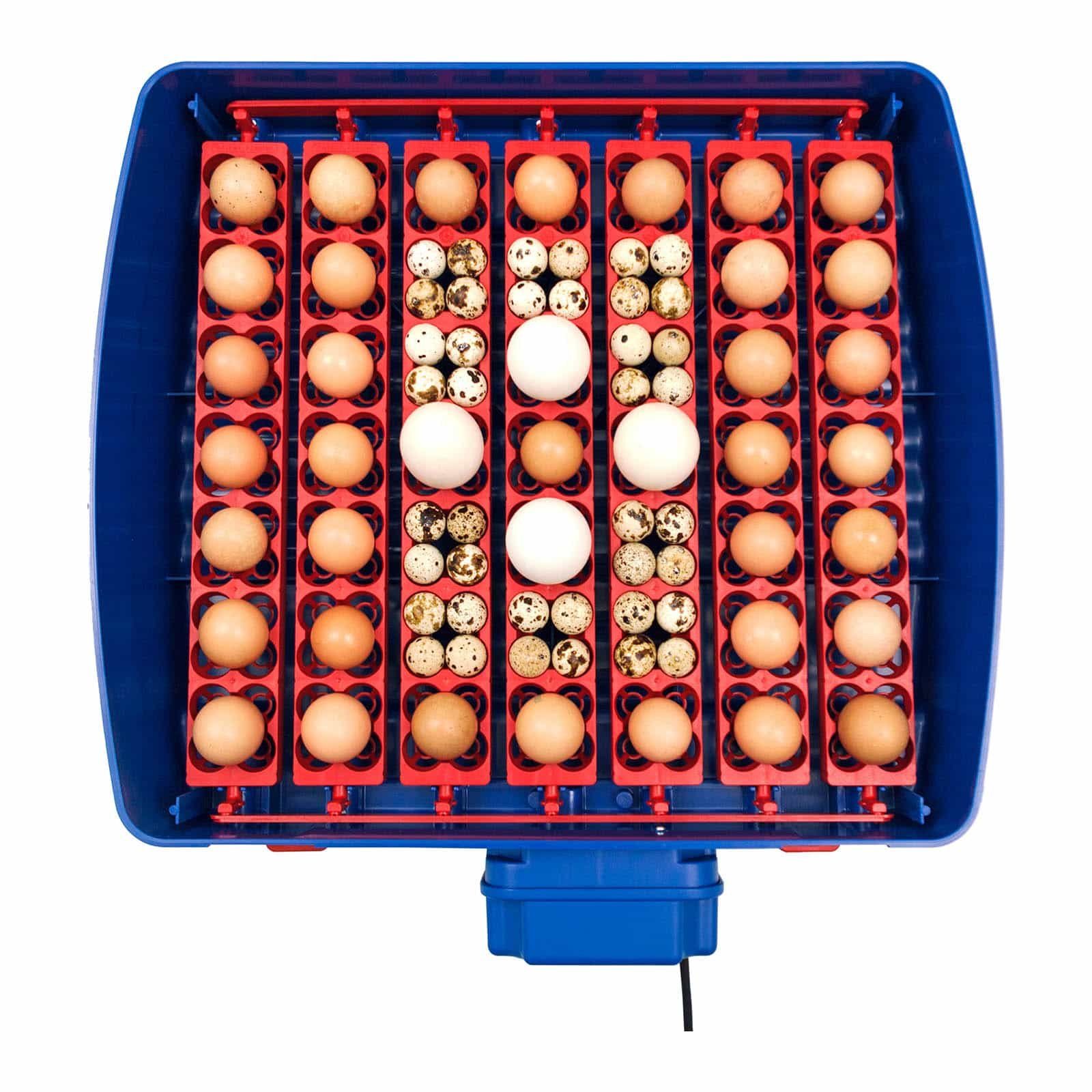 - inklusive Brutapparat vollautomatisch - Eier Hühnerstall - APS Bewässerungssystem 49