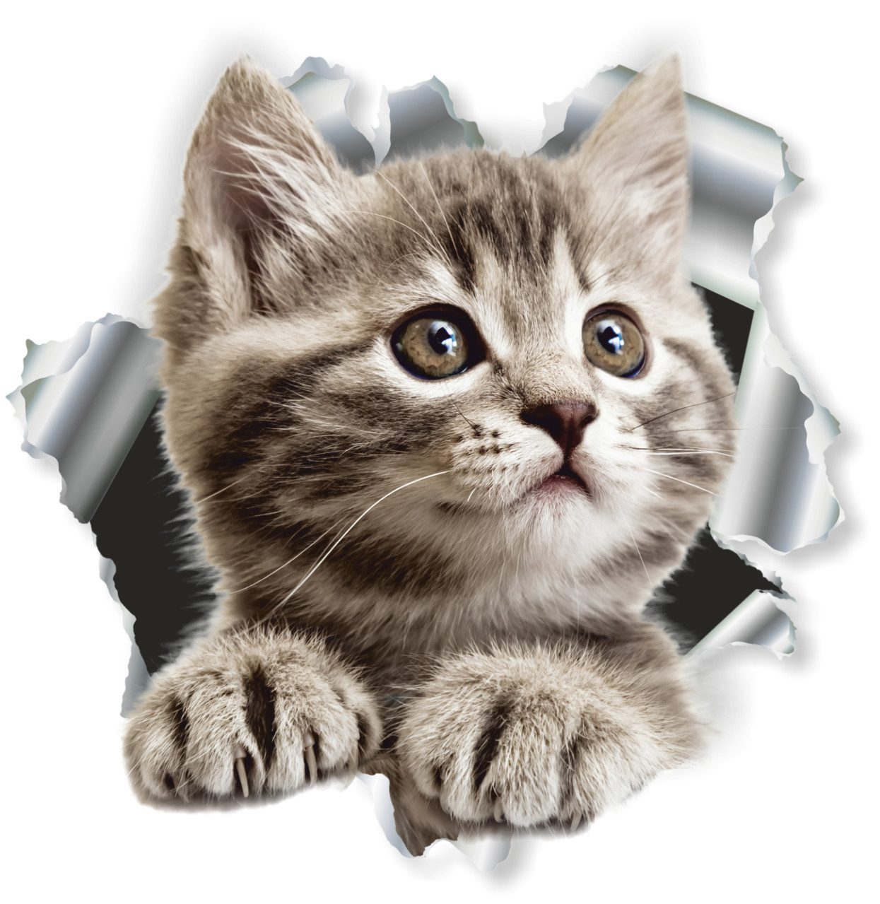 Hermann Schütz Aufkleber Hermann Schütz Aufkleber Einschussloch Motiv Katze