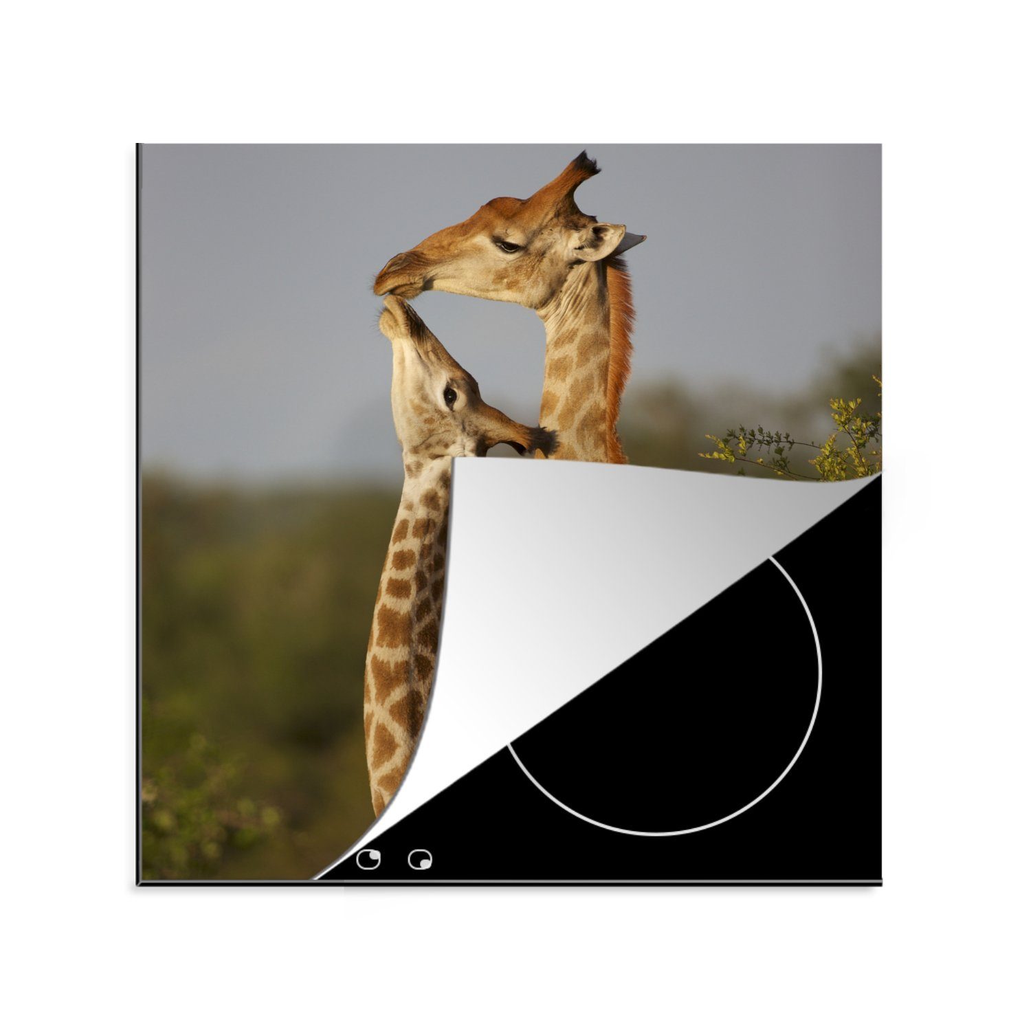 MuchoWow Herdblende-/Abdeckplatte Giraffe - - Baum - tlg), Kalb für (1 cm, Porträt, 78x78 Arbeitsplatte küche Vinyl, Ceranfeldabdeckung