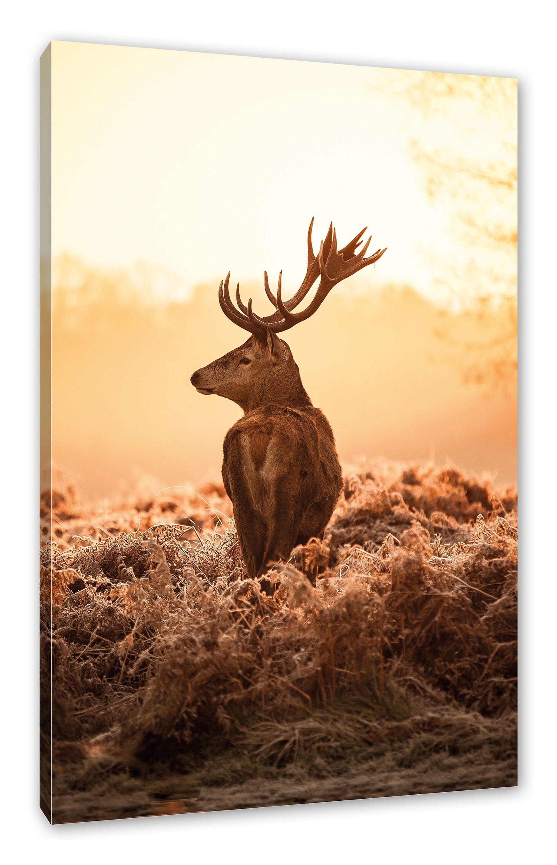 Pixxprint Leinwandbild Stolzer Hirsch, Stolzer Hirsch (1 St), Leinwandbild fertig bespannt, inkl. Zackenaufhänger