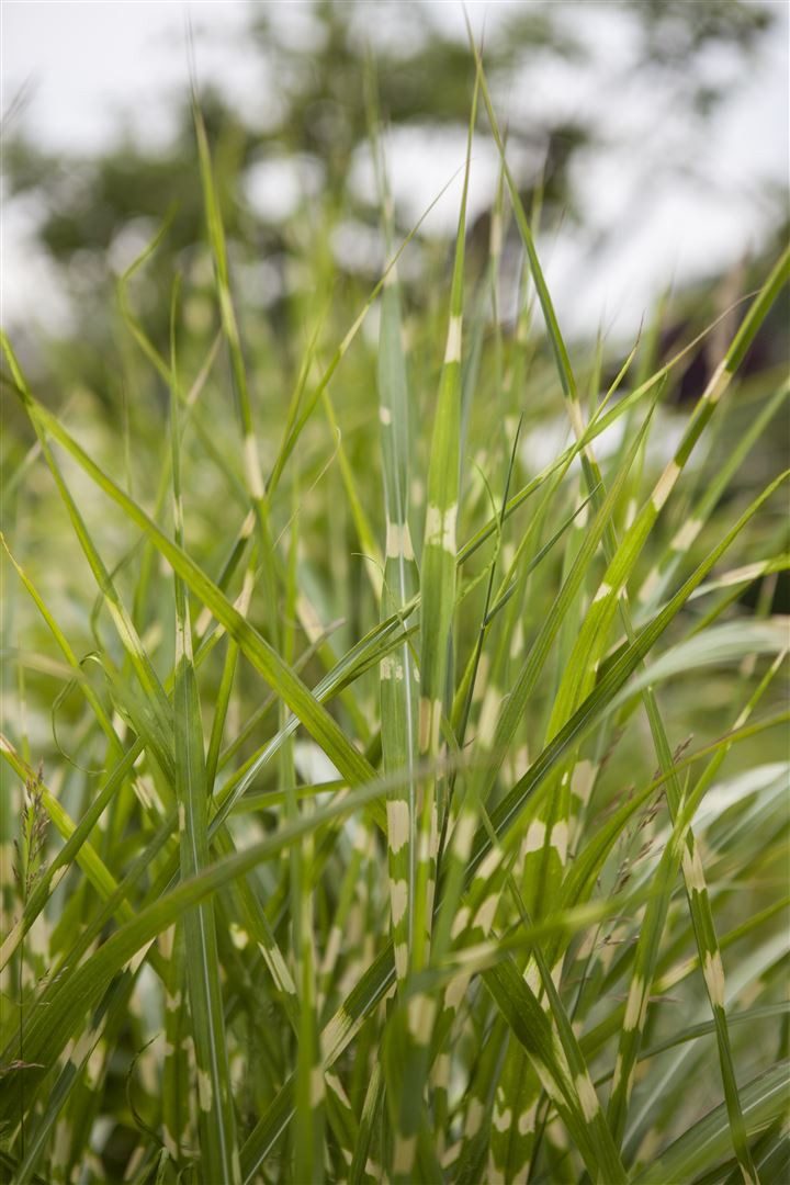Pflanzen für Dich Gräser Miscanthus sinensis 'Zebrinus', 1 St., Zebraschilf, Chinaschilf, gelbgrün gestreift, aufrecht wachsend