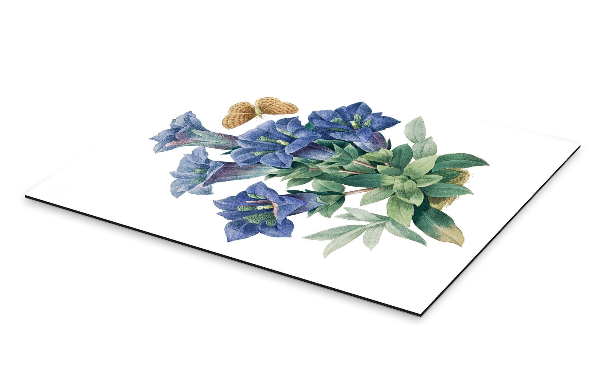 Posterlounge Wandbild Kochscher Enzian (Gentiana acaulis), günstig online kaufen