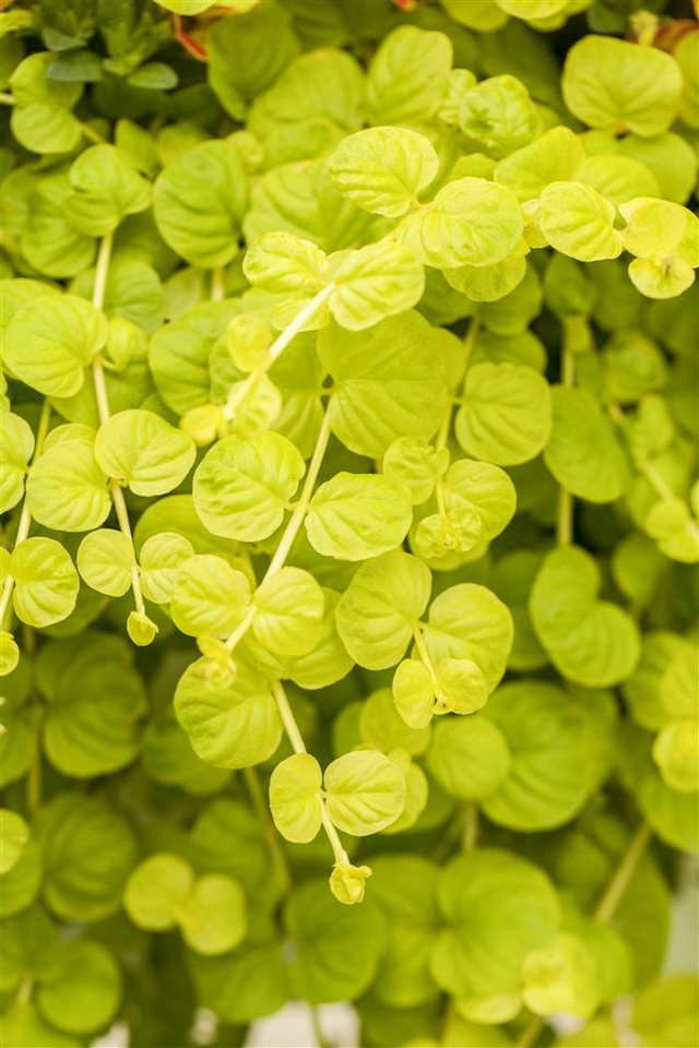 Pflanzen für Dich Staude Lysimachia nummularia Goldilocks, 1 St., Pfennigkraut, Goldmünzenkraut, Münzkraut