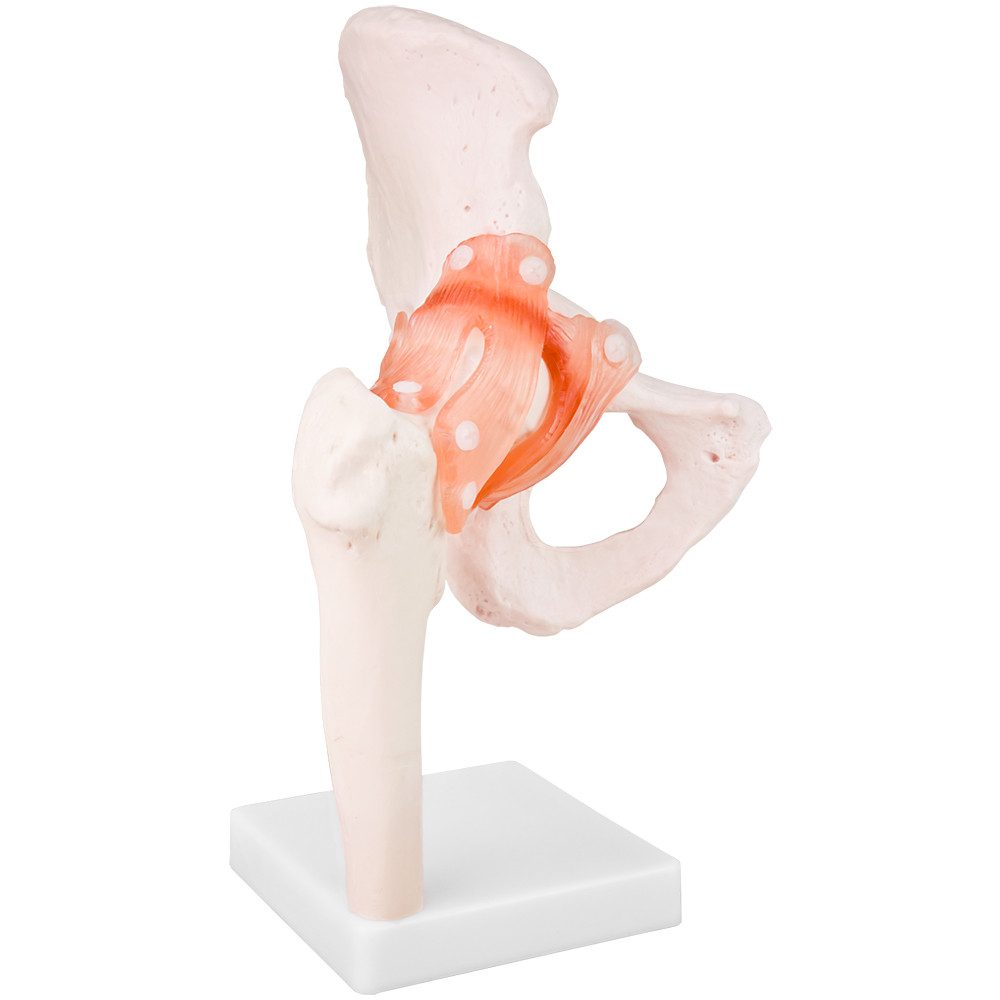 MedMod Dekoobjekt Anatomiemodell Skelett Modell Lebensgroß Anatomisches Modell Hüfte – Bild 5 von 5