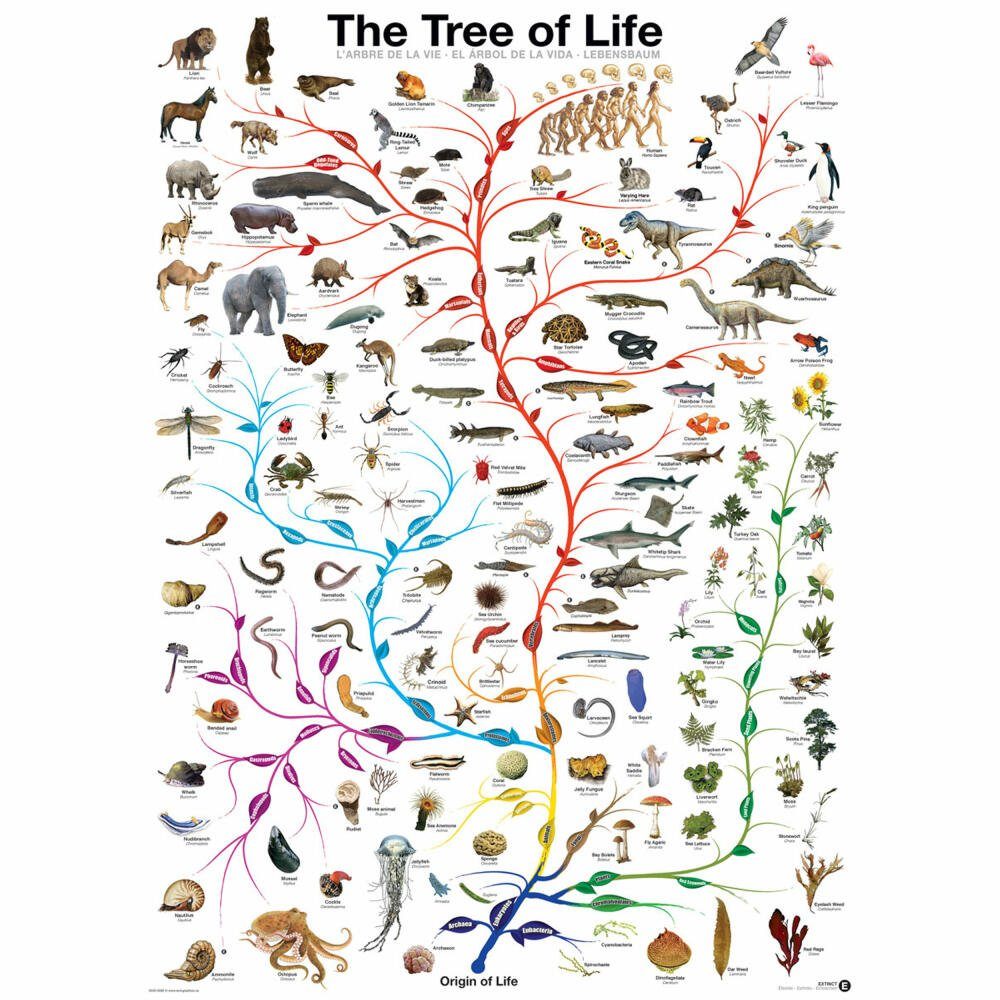 EUROGRAPHICS Der 1000 Lebensbaum, Puzzle Puzzleteile