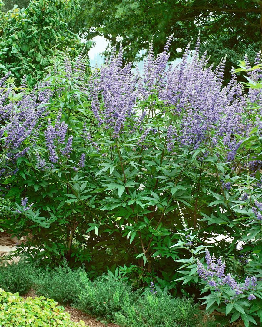 Pflanzen für Dich Gehölze Vitex agnus-castus, 1 St., Mönchspfeffer, Keuschbaum, Keuschlamm, Abrahamstrauch
