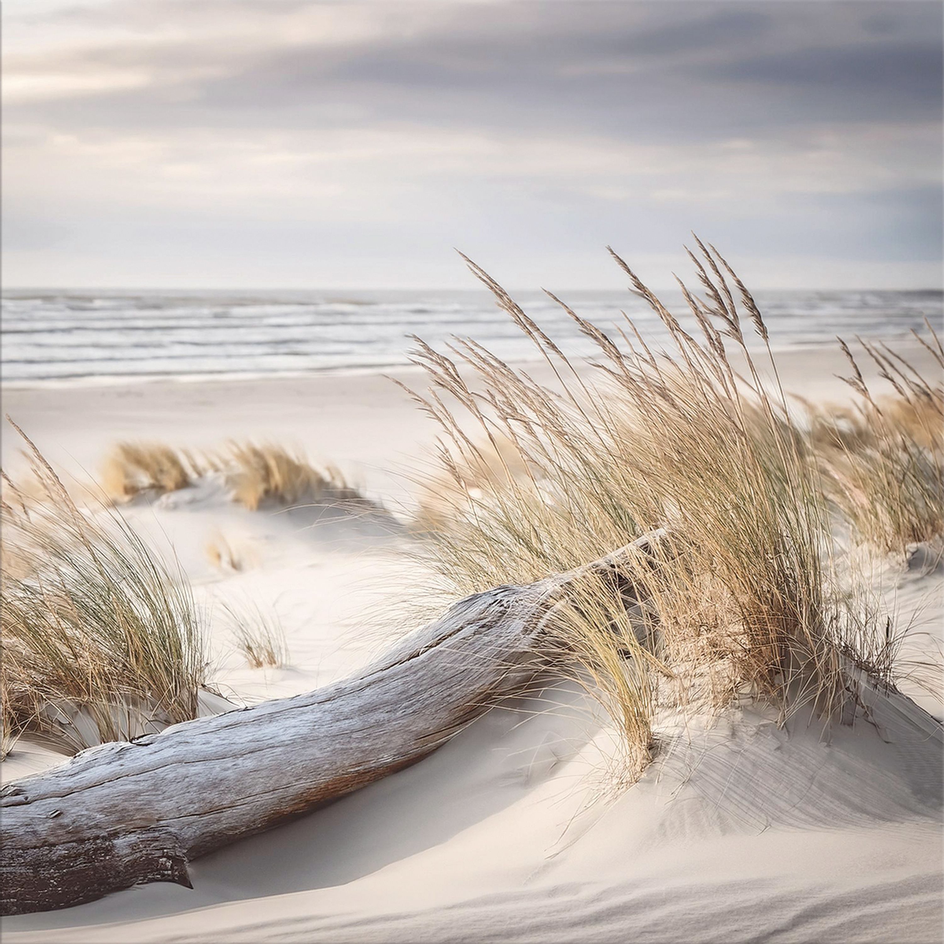 artissimo Glasbild Bild aus Glas 30x30 cm / Wandbild / Strandbild, Strand und Meer: Treibholz in den Dünen