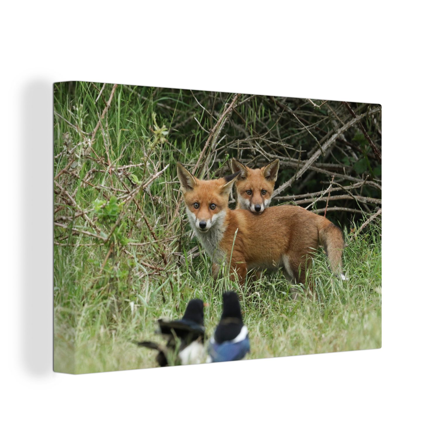 OneMillionCanvasses® Leinwandbild Tiere - Vogel - Füchse, (1 St), Wandbild Leinwandbilder, Aufhängefertig, Wanddeko, 30x20 cm
