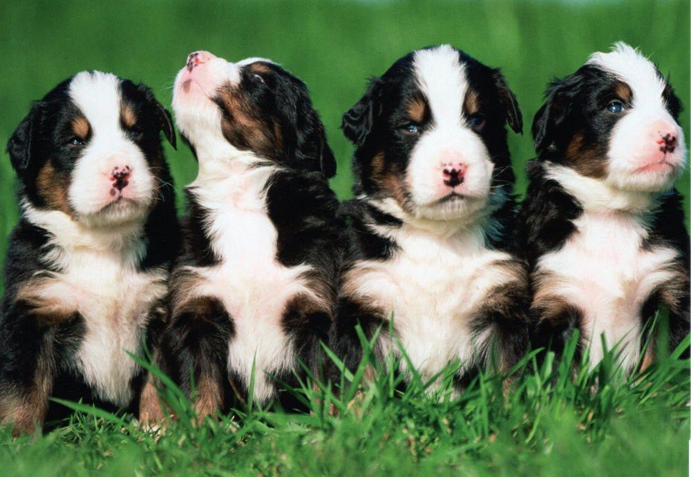 Postkarte nbuch "Dogs Hunde süßen mit Hundemotiven Chiens" * * 24