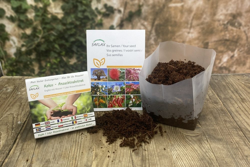 SAFLAX Blumensamen SAFLAX - Garden in günstig online kaufen